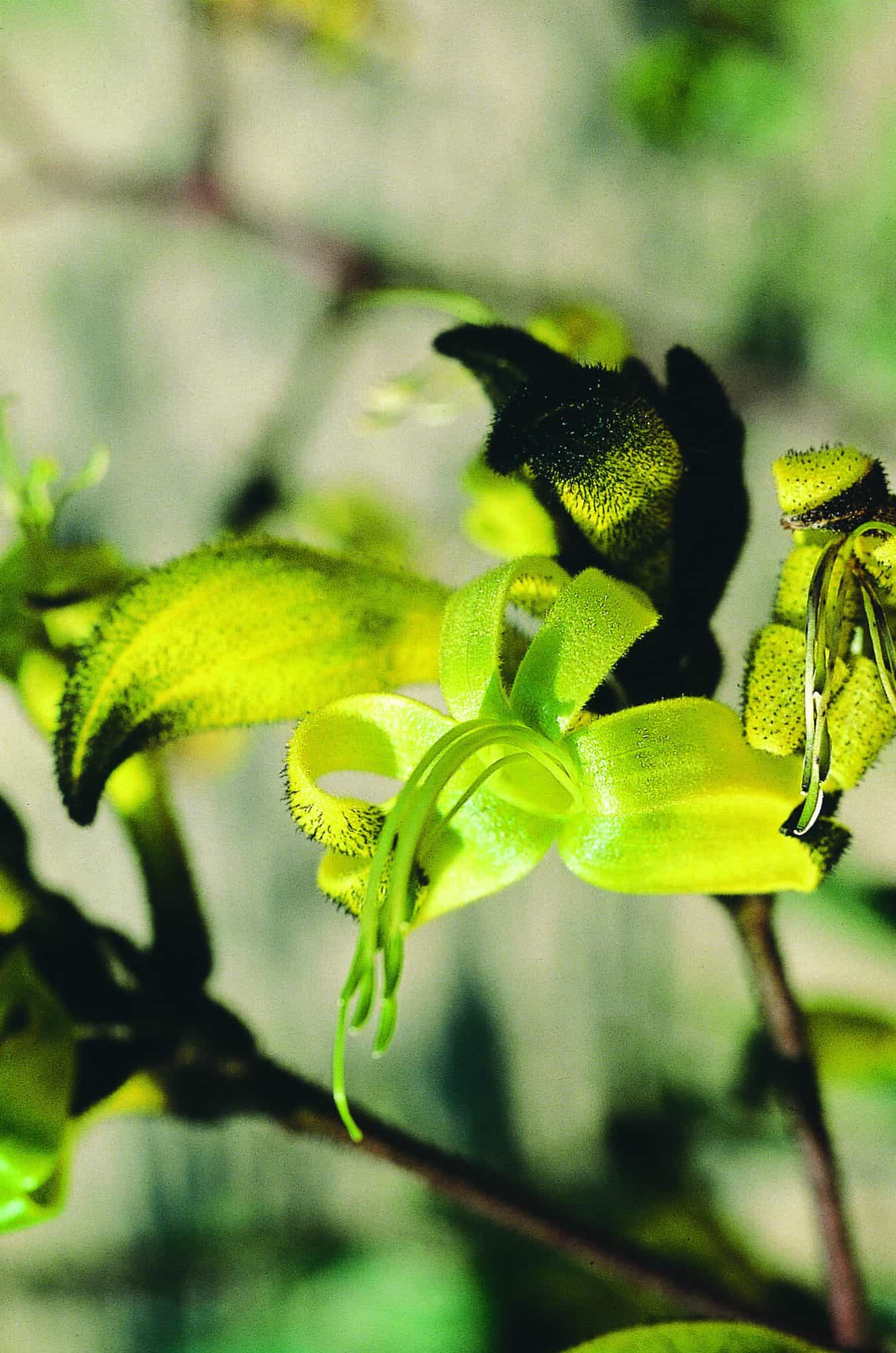 Black Kangaroo Paw LiFE Academy