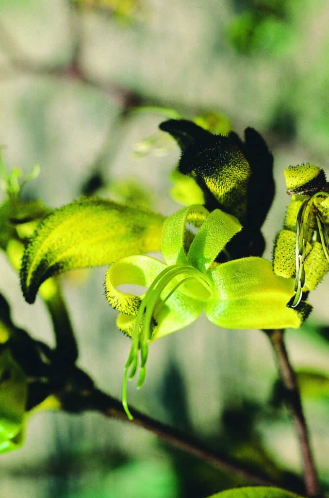 Black Kangaroo Paw