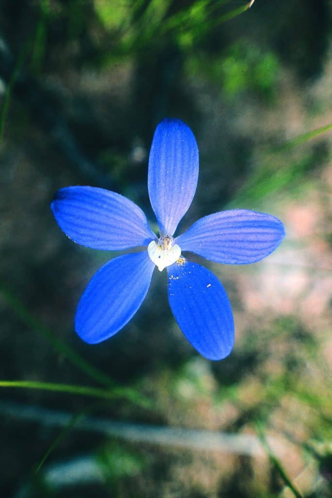 Blue China Orchid