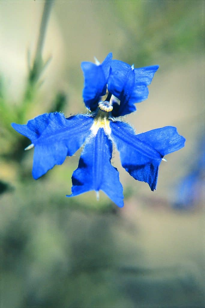 Blue Leschenaultia