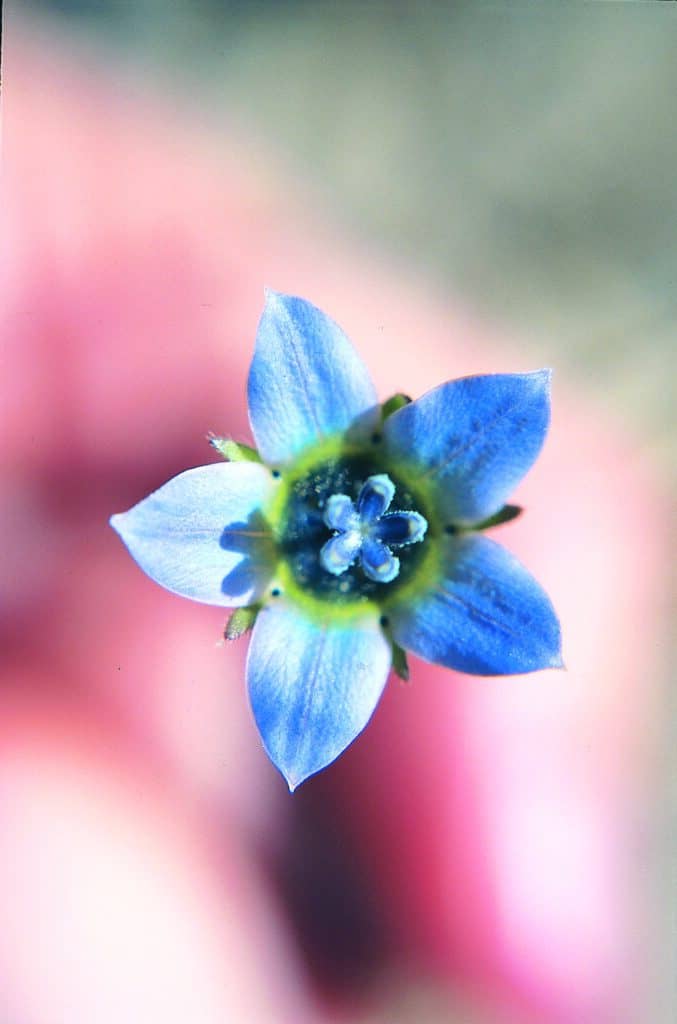 Cape Bluebell