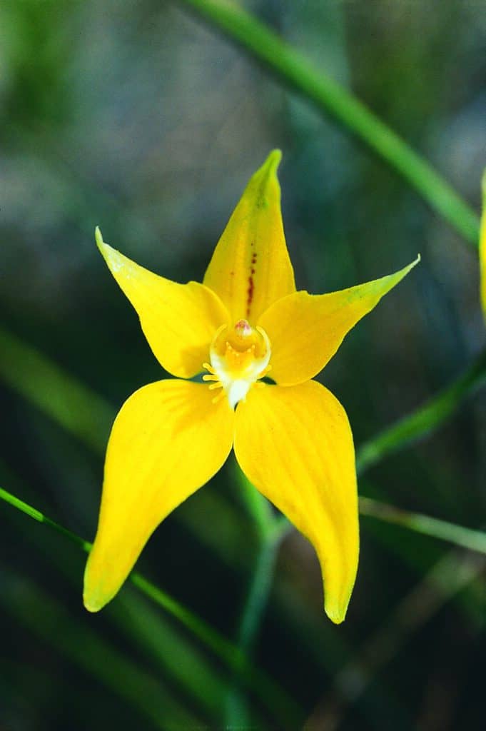 Cowslip Orchid