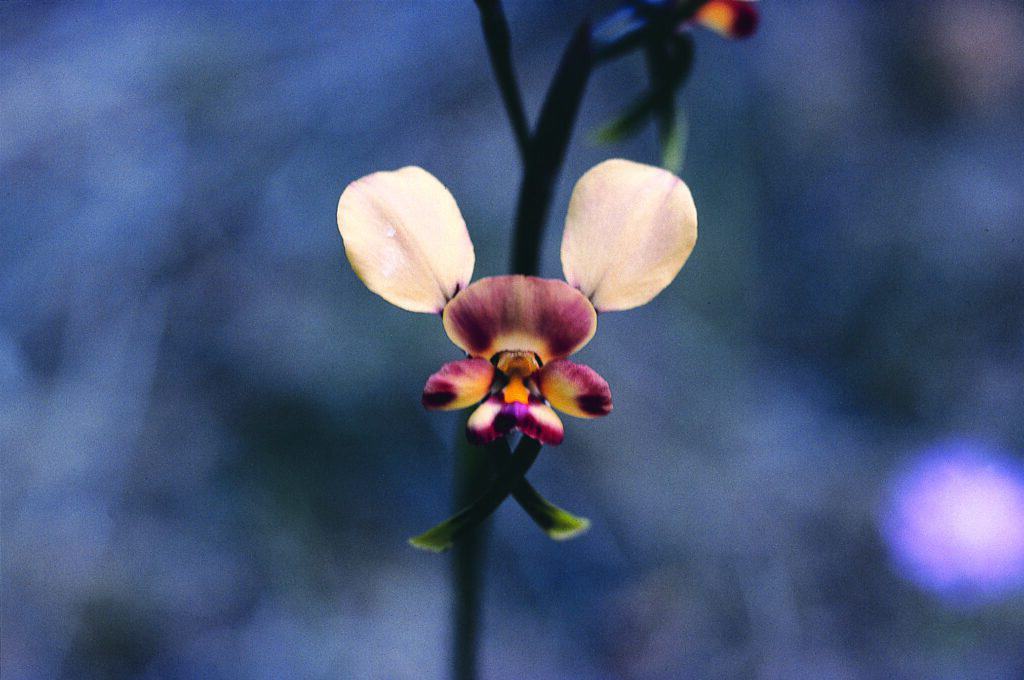 Donkey Orchid