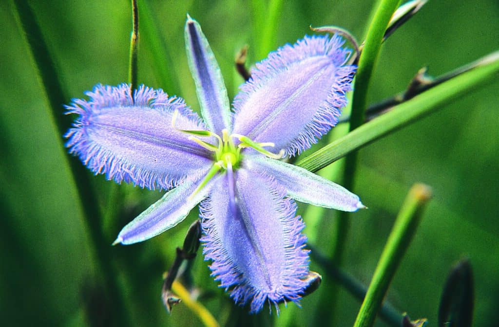 Fringed Lily Twiner