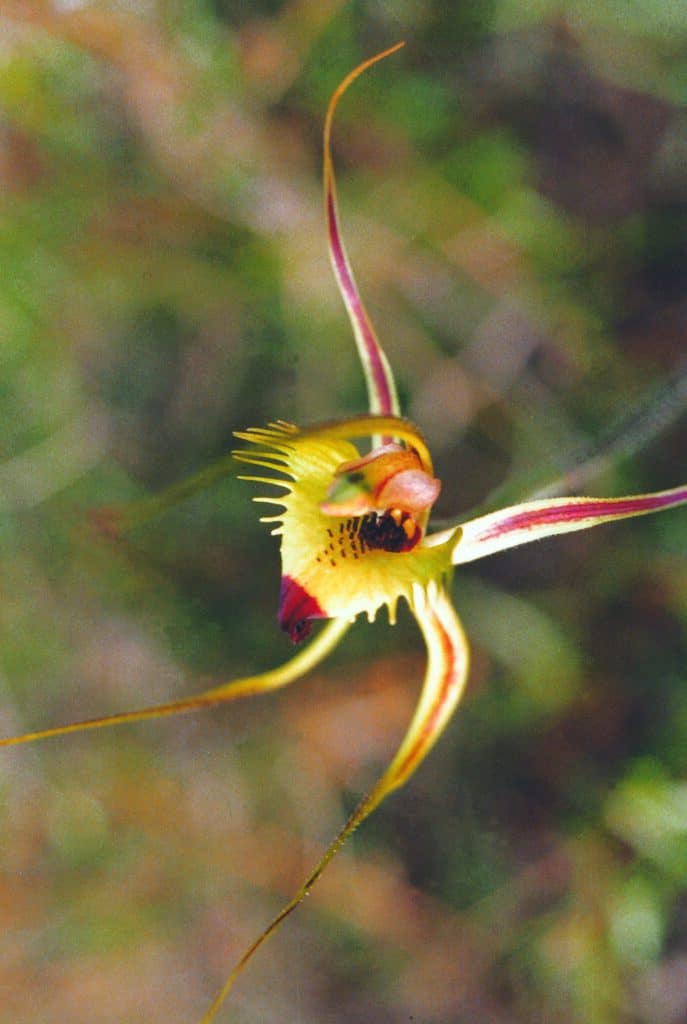 Fringed Mantis Orchid