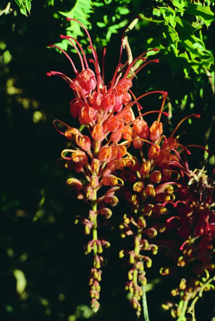 Fuschia Grevilea