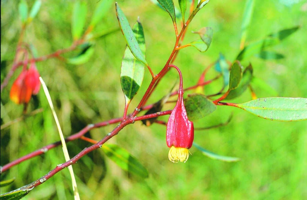 Fuschia Gum