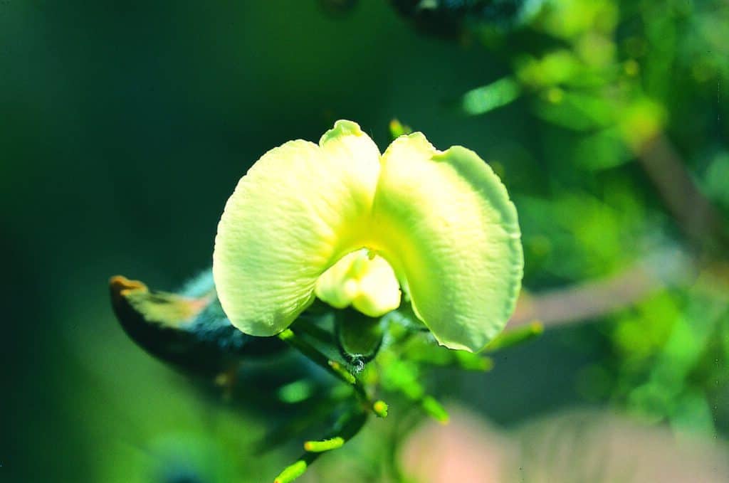 Hairy Yellow Pea