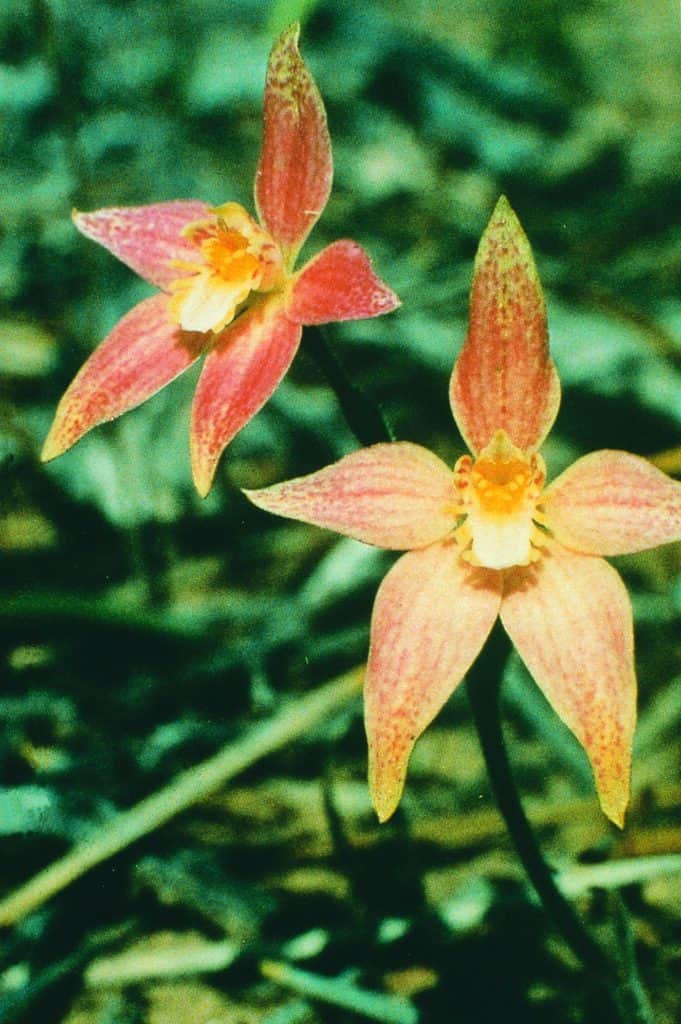 Hybrid Pink Fairy Cowslip Orchid