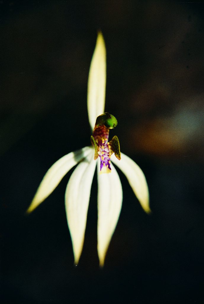 Leafless Orchid