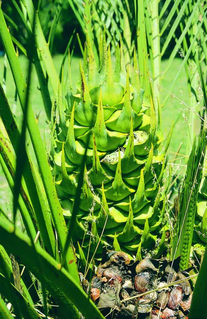 Macrozamia