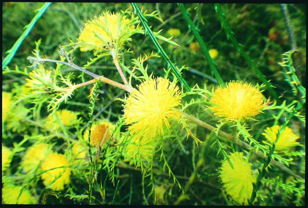 Many Headed Dryandra