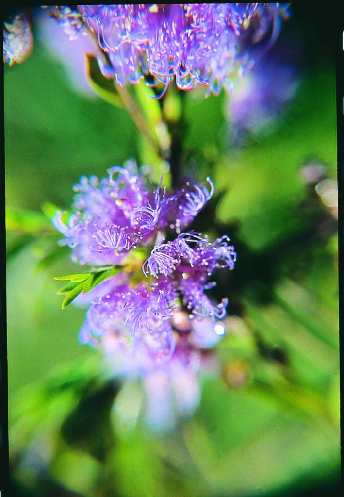 Mauve Melaleuca