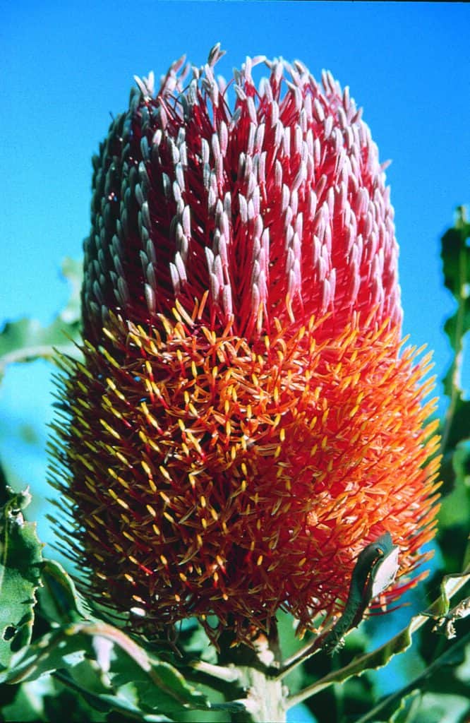 Menzies Banksia