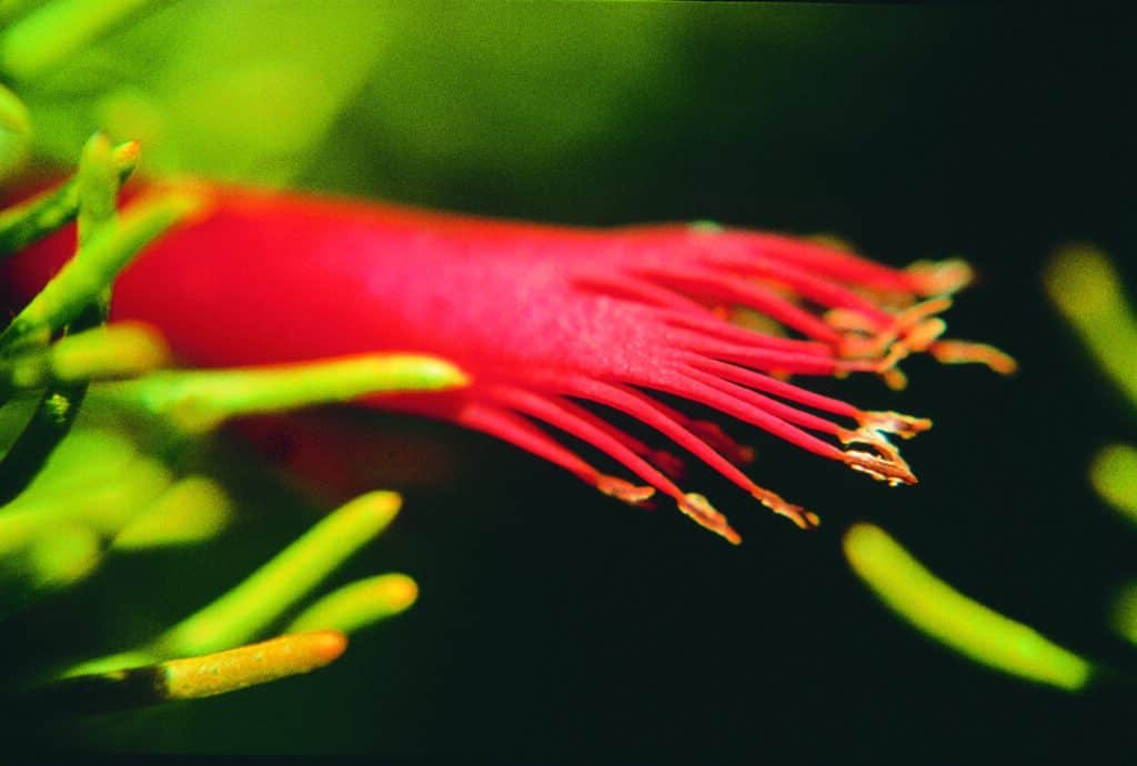 One Sided Bottlebrush