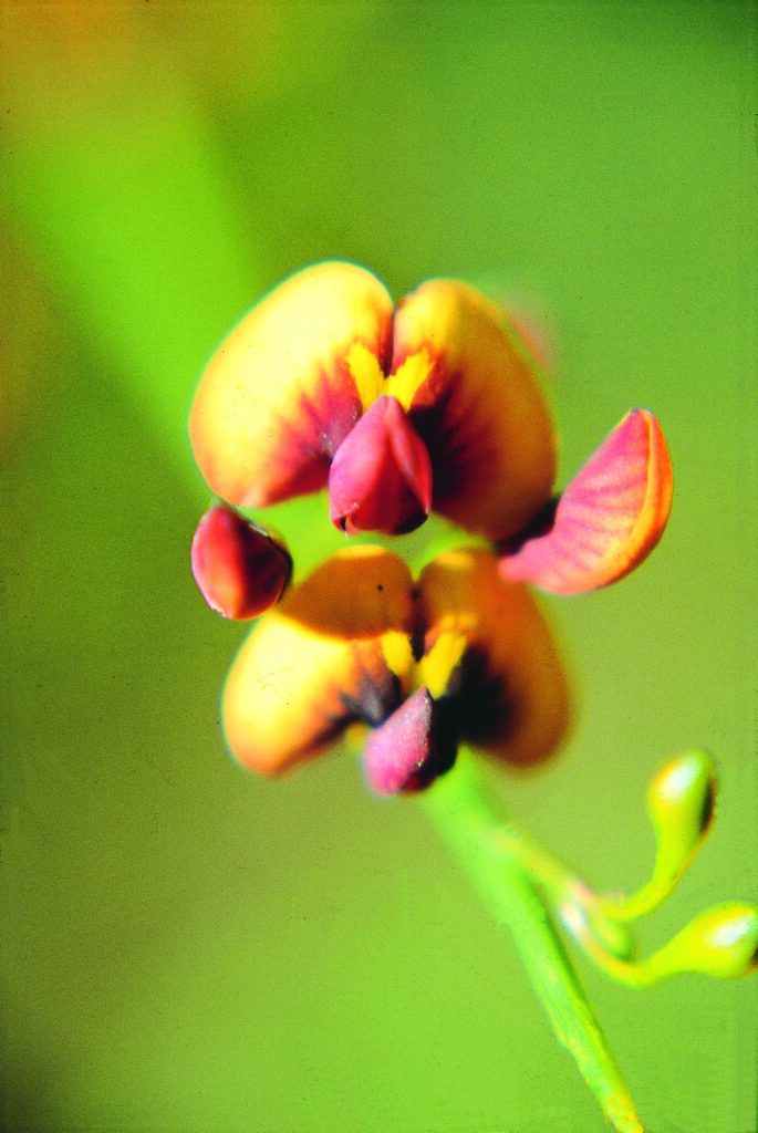 Orange Spiked Pea