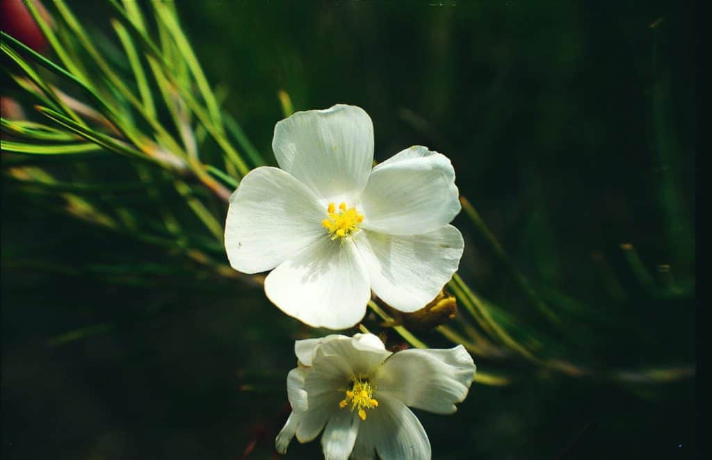 Pale Sundew