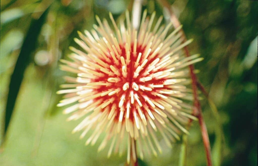 Pin Cushion Hakea