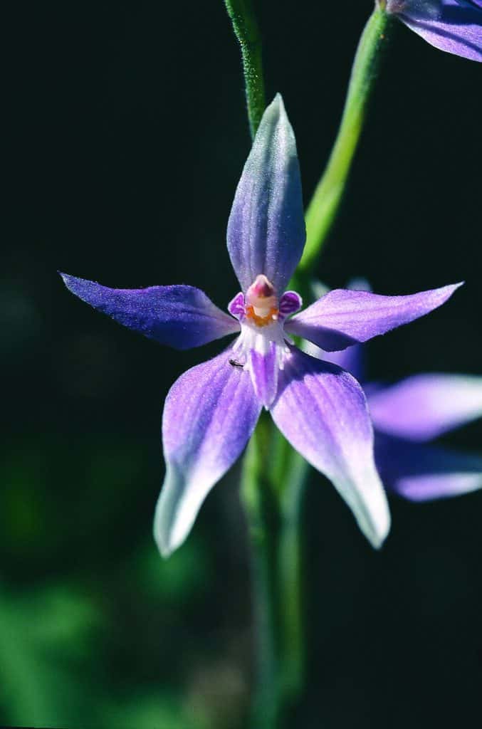 Pink Fairy Orchid