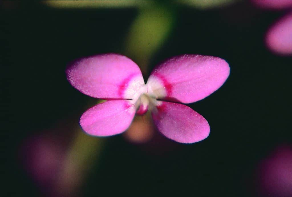 Pink Fountain Triggerplant