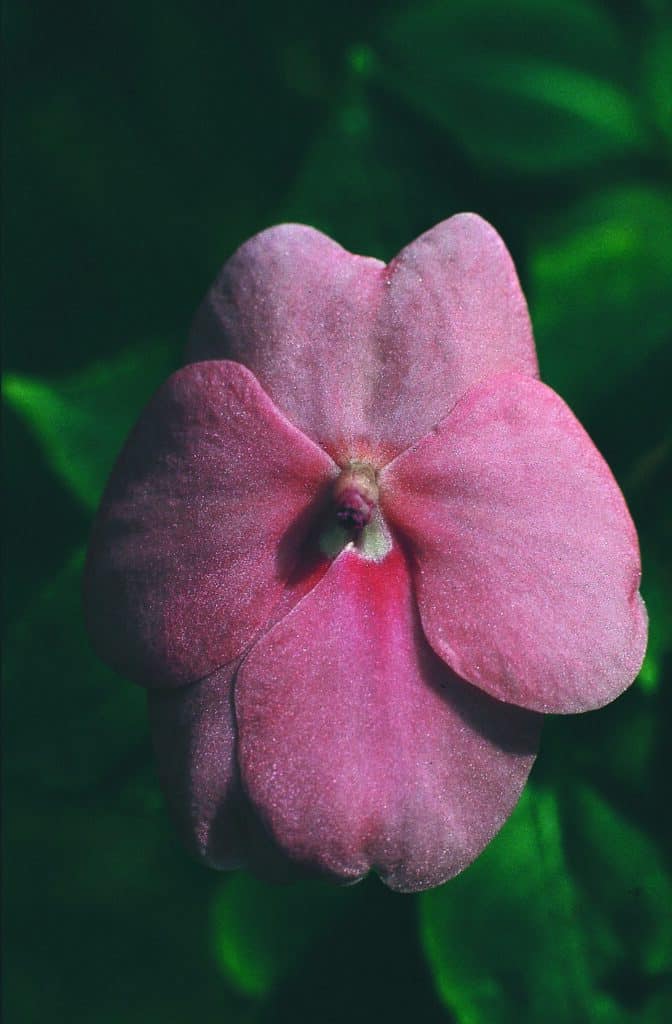 Pink Impatiens