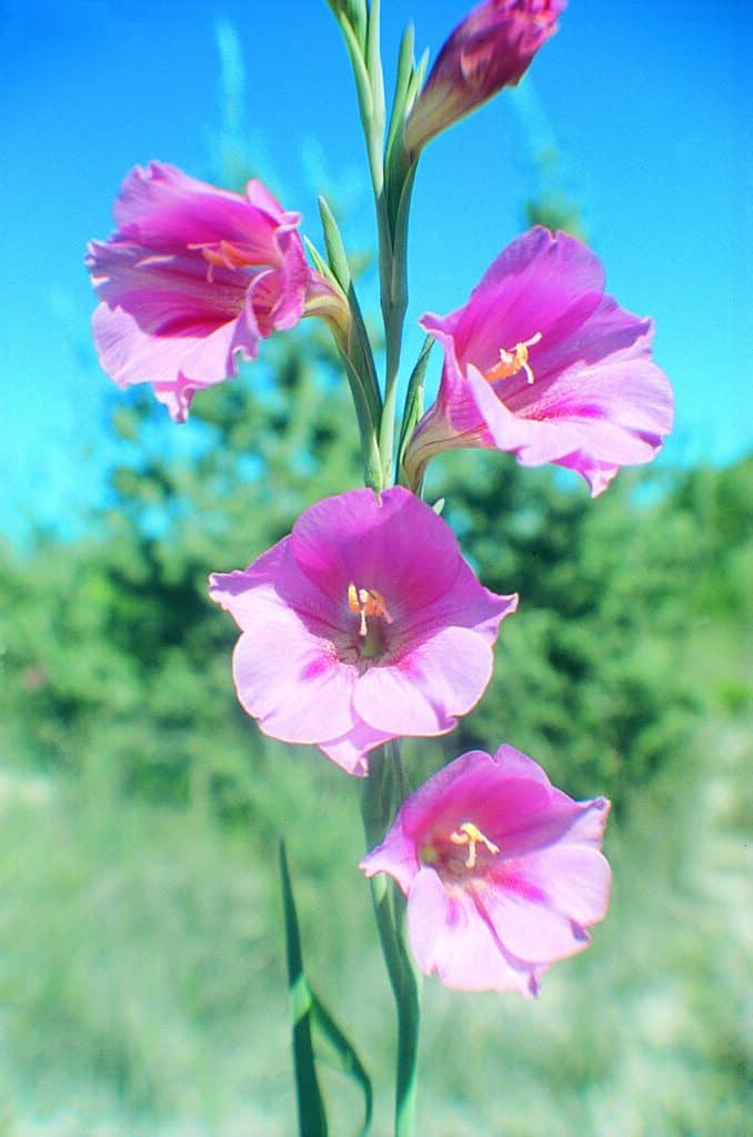 Pink Trumpet