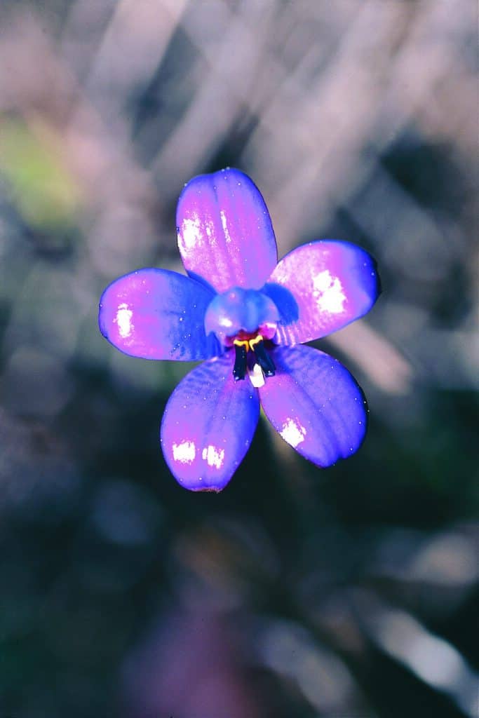 Purple Enamel Orchid