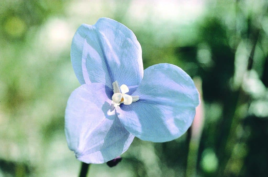 Purple Flag Flower