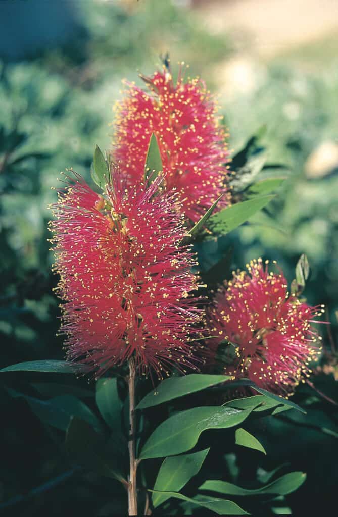 Queensland Bottlebrush