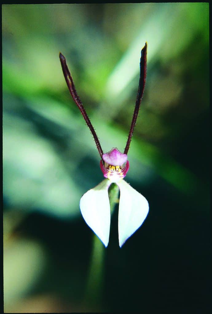 Rabbit Orchid