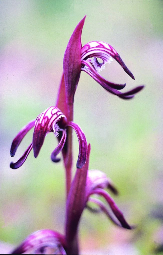 Red Beak Orchid