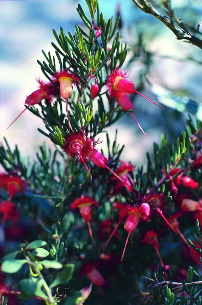 Red Feather Flower