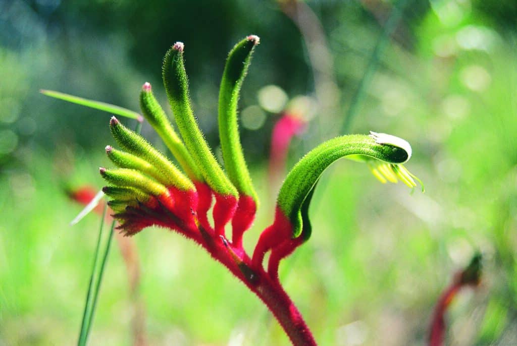 Red and Green Kangaroo Paw