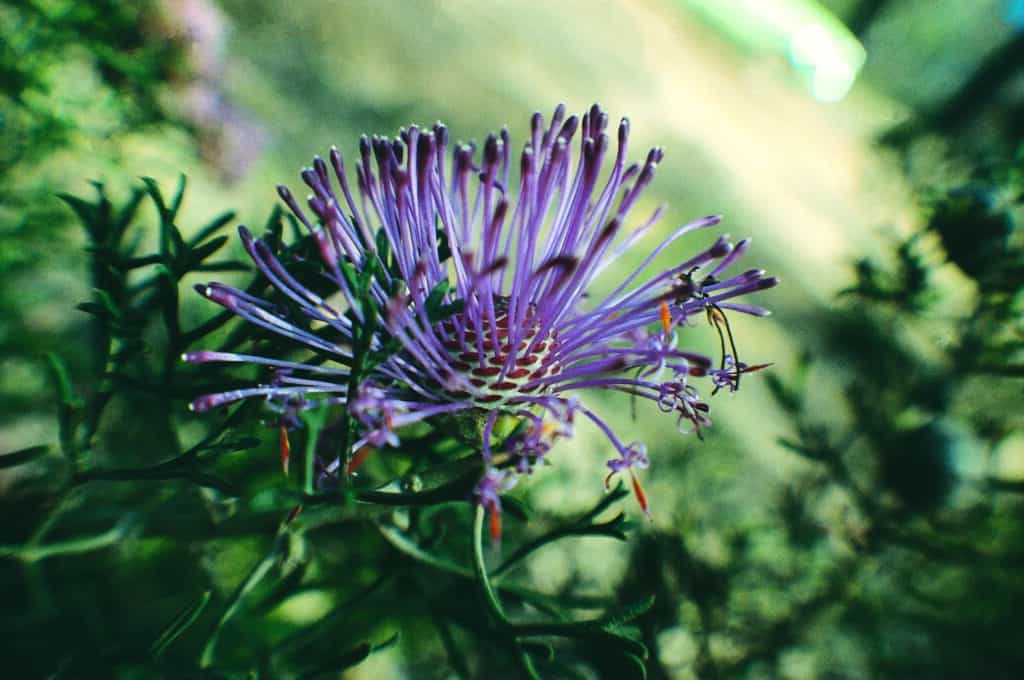 Rose Cone Flower