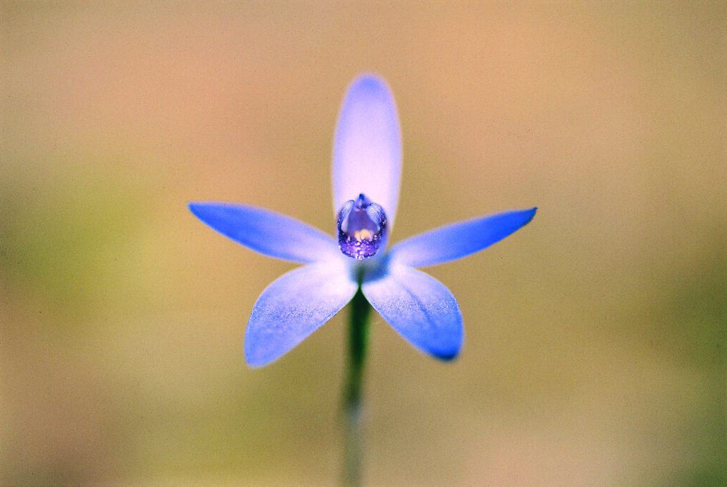 Shy Blue Orchid