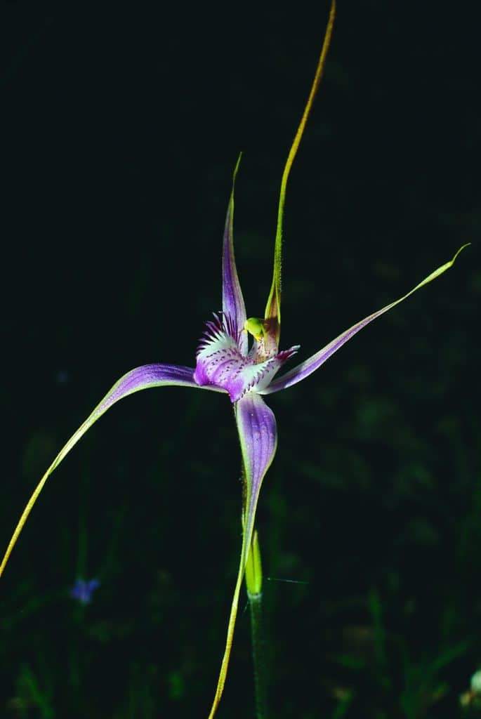 Starts Spider Orchid