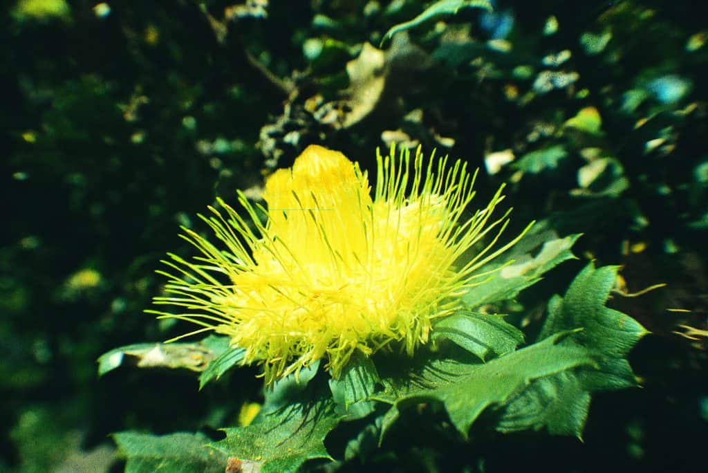 Urchin Dryandra