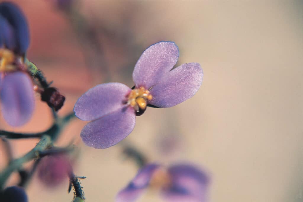 Violet Butterfly