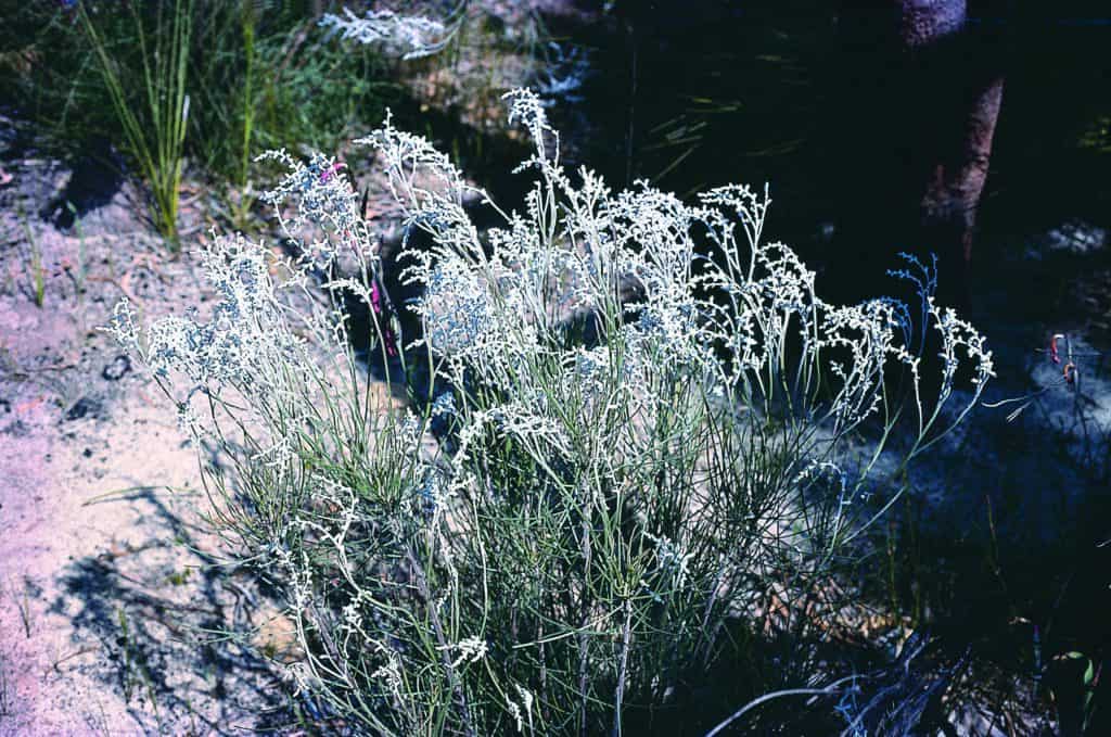 WA Smokebush