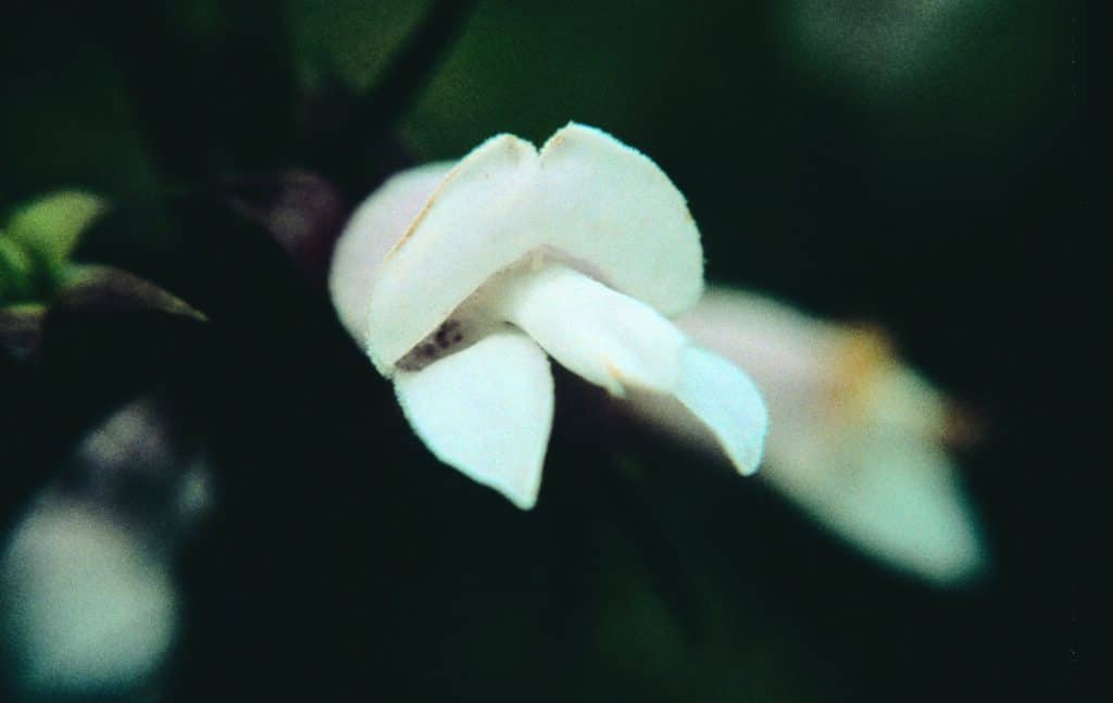 White Eremophila