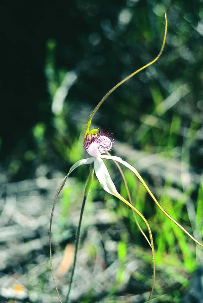 White Spider Orchid