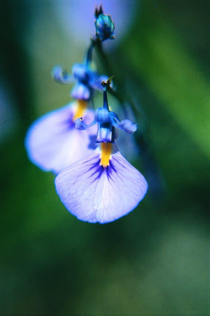 Wild Violet