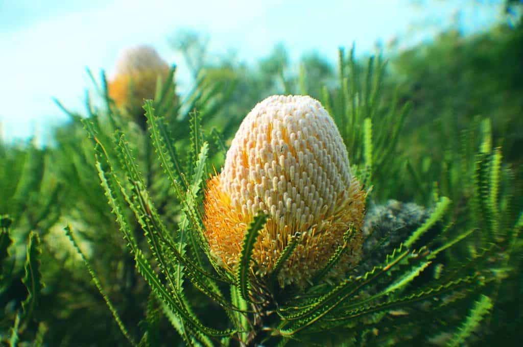 Wooly Banksia