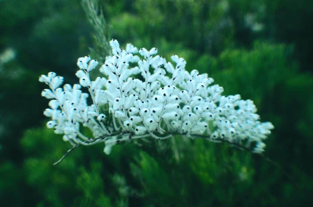 Wooly Smokebush