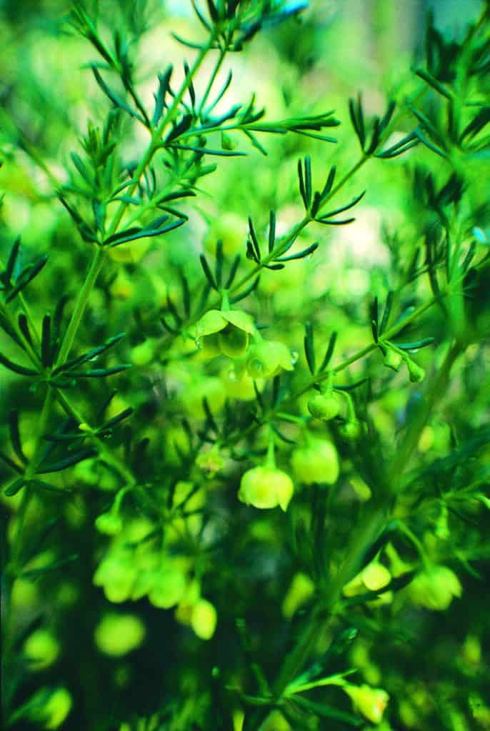 Yellow Boronia