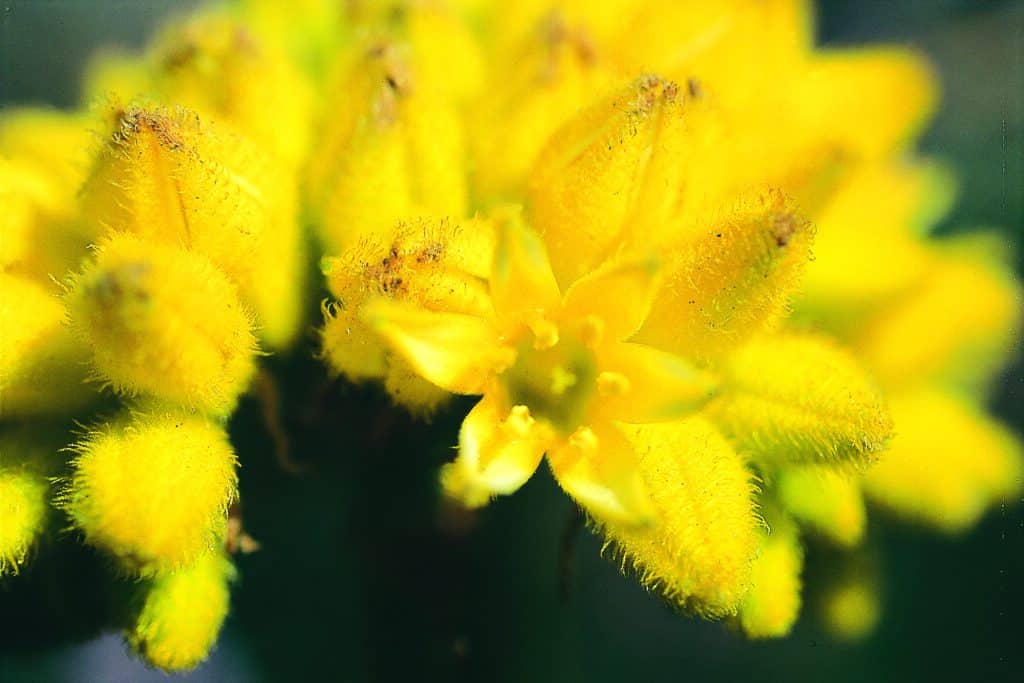 Yellow Cone Flower