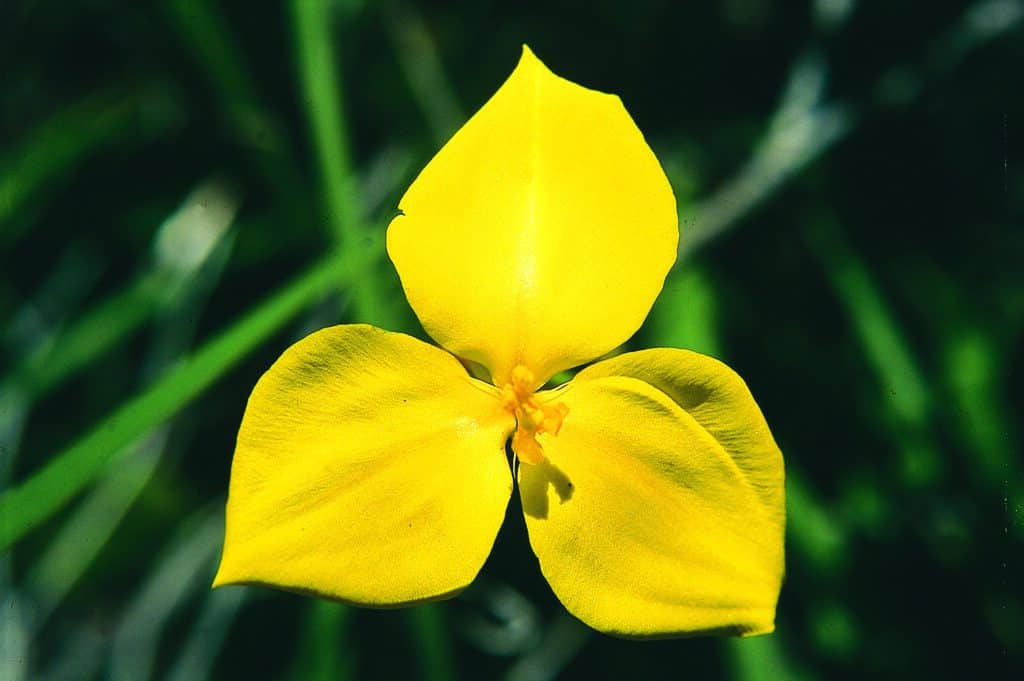 Yellow Flag Flower