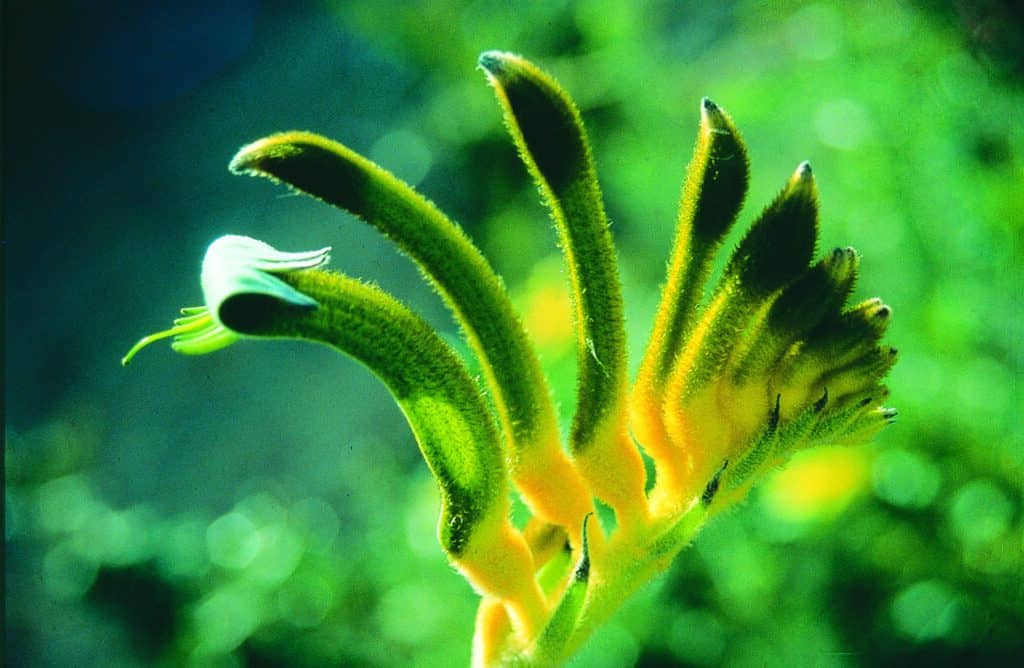 Yellow and Green Kangaroo Paw