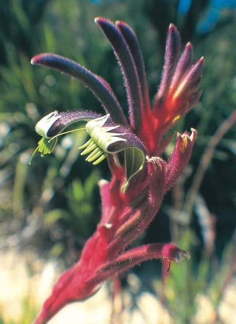 Purple and Red Kangaroo Paw e